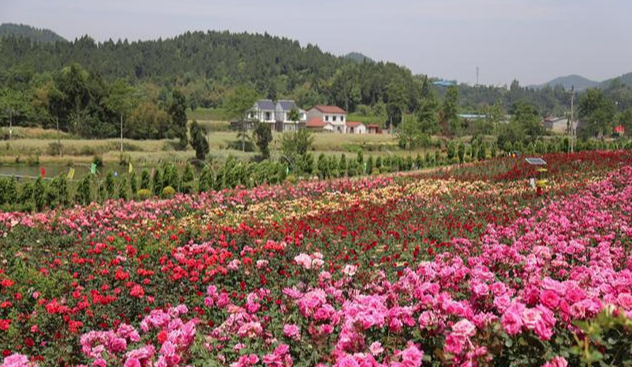 Damask rose